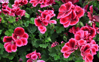 Red flowers garden green leaves - green leaf and flowers free wallpaper