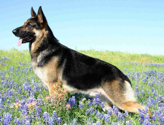 German shepherd field flowers tongue - a field of flowers free wallpaper