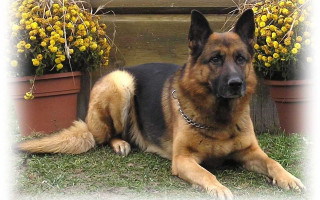 German shepherd grass flower pot - the grass next free wallpaper