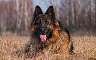 Large brown black dog grass - its tongue free wallpaper