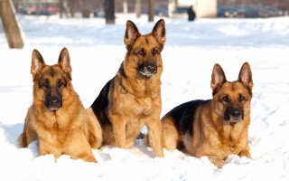 Three dogs sitting snow camera - furry free wallpaper