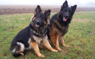 Two dogs sitting grass tongue - two dog free wallpaper