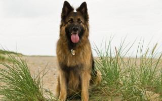 Dog sitting sand tongue out - the sand free wallpaper