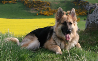 Dog laying grass tree rock - yellow flower free wallpaper