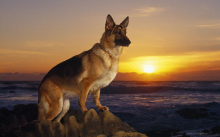 German shepherd sitting rock sunset - heroic free wallpaper