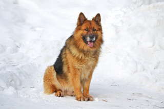 Dog sitting snow tongue out - looking free wallpaper