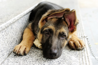 Dog laying head on ground 2 - his head on free wallpaper