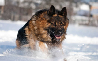 Dog running through snow wintertime 3 - expressionism free wallpaper