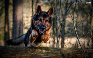 Dog jumping over log woods - a stock photo free wallpaper