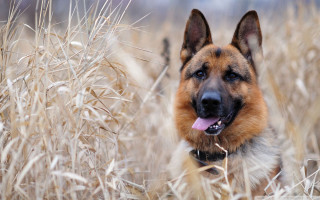 Dog standing field tall grass 3 - tall grass free wallpaper
