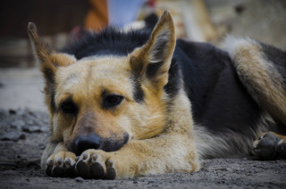Dog laying ground head paws - his paw free wallpaper