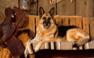 Dog bench barn saddle cowgirl - furry free wallpaper