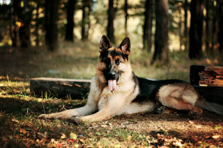 German shepherd woods tongue hanging - free forest wallpaper