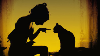 Woman pointing cat yellow background - sharp claw free wallpaper