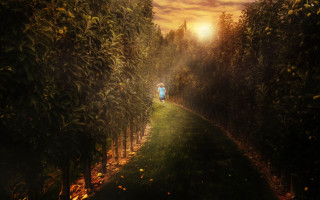 Person walking path trees sunset - a path free wallpaper