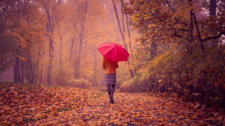 Woman walking leaf covered path - impressionist free wallpaper
