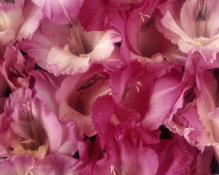 Pink flowers closeup white centers - a close up of a bunch free wallpaper