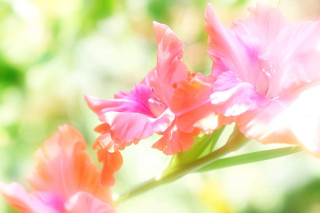 Pink flower closeup blurry background 11 - green leaf and flowers free wallpaper