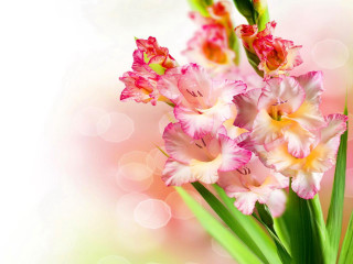 Flowers bokeh blurry background orpism - a close up of a bunch free wallpaper
