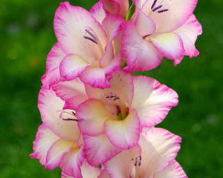 Pink flower closeup green background - a green background in the background free wallpaper