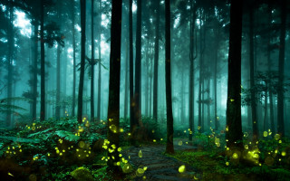 Path woods fireflies trail leading - firefly free wallpaper
