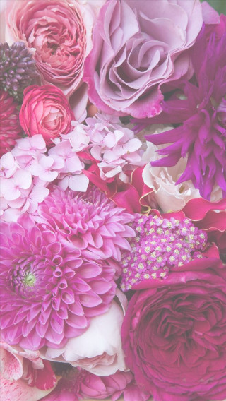 Close up pink red flowers - still free wallpaper