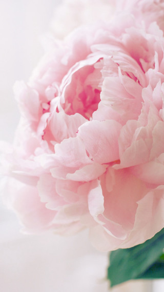 Pink flower vase table white - still free wallpaper