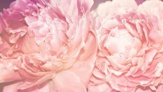 Pink flowers blurry background still - a close up of a bunch free wallpaper