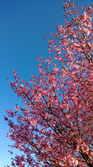 Tree pink flowers blue sky 7 - the foreground free wallpaper