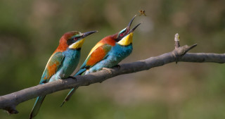 Colorful birds branch insect beaks - two colorful bird free wallpaper