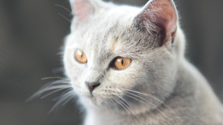 Cat yellow eyes close up - a close up of a cat free wallpaper