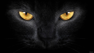 Black cat yellow eyes looking - gothic free wallpaper for desktop