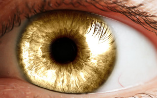 Gold iris black ring closeup - realistic eye free wallpaper