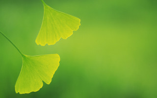 Green leaf blurry background grass 5 - a green leaf free wallpaper