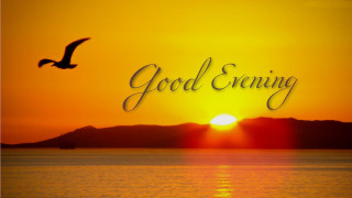 Bird flying water sunset good - good free wallpaper
