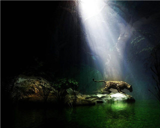Tiger walking water light shining - a tiger free wallpaper
