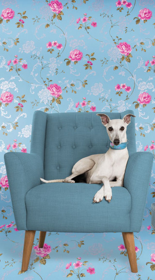 Dog blue chair floral wallpaper - a flemish baroque free wallpaper