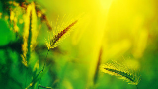 Close up plant sunlight leaves - a close up of a plant free wallpaper