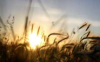 Tall grass sunset clouds sky - tall grass free wallpaper for desktop