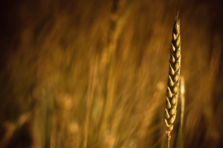 Wheat plant closeup blurry background - heavy grain free wallpaper