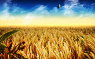 Hot air balloon wheat field 2 - beautiful landscape free wallpaper