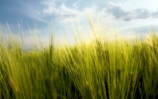 Green grass blue sky clouds 23 - grass free wallpaper