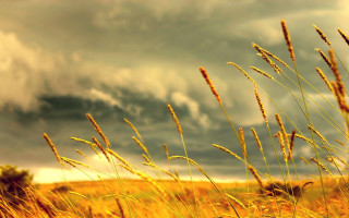 Tall grass cloudy sky field 2 - tall grass free wallpaper