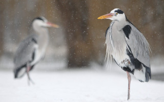 Two birds snow park area - the camera and the other free wallpaper