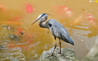 Bird rock pond fish mouth 2 - fish free wallpaper