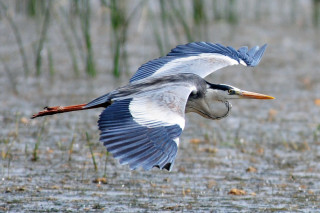 Bird flying water fish mouth - its mouth free wallpaper