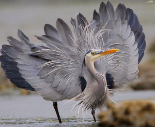 Bird beak water spread wings - a long beak free wallpaper
