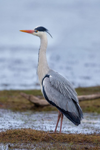 Bird standing grass water ground - arie smit free wallpaper