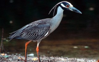 Long necked bird rocky ground - a long neck free wallpaper