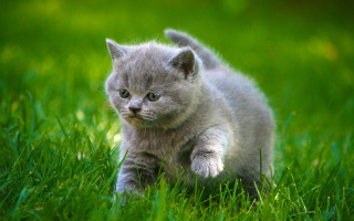 Small kitten grassy field walking - grass free wallpaper
